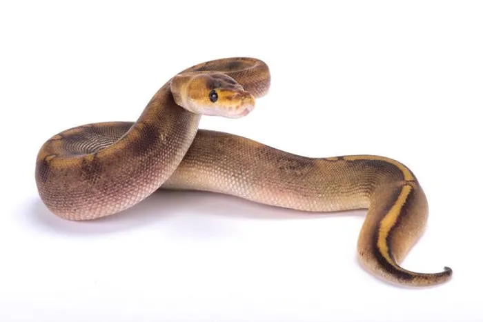 Gerahmter Druck : Ballpython, Pytonus Regius
