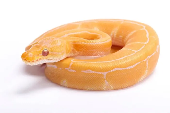 Gerahmter Druck : Ballpython,Python Regius,A Albino Pinstripe Gerahmter Druck : Ballpython,Python Regius,A Albino Pinstripe