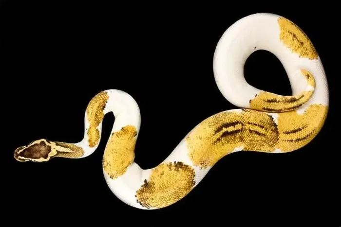 Gerahmter Druck : Die Riesenpythoninsekte (Python regius) ist eine der beliebtesten Haustierarten von Schlangen weltweit Gerahmter Druck : Die Riesenpythoninsekte (Python regius) ist eine der beliebtesten Haustierarten von Schlangen weltweit