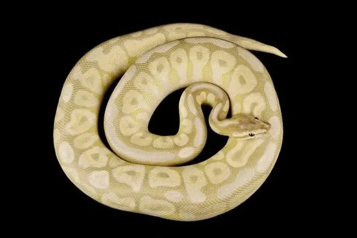 Gerahmter Druck : Die Ballpythonneuse (Python regius) ist eine der am weitesten verbreiteten Haustierarten von Schlangen weltweit