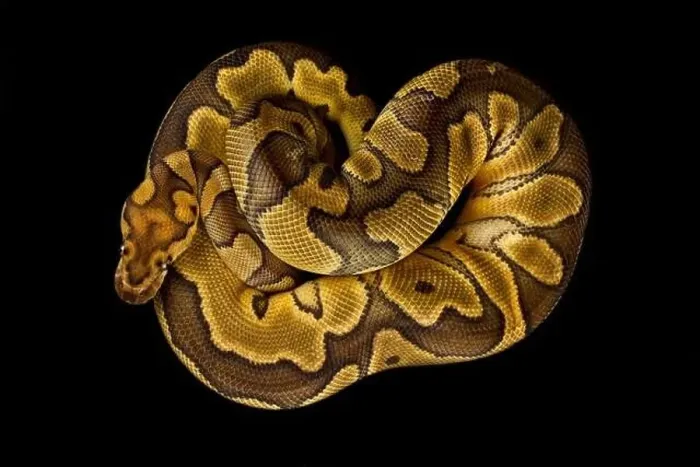 Gerahmter Druck : Die Ballpythonneuse (Python regius) ist eine der am häufigsten gehaltenen Hausschlangensorten weltweit Gerahmter Druck : Die Ballpythonneuse (Python regius) ist eine der am häufigsten gehaltenen Hausschlangensorten weltweit