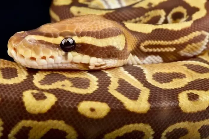 Gerahmter Druck : Die Riesenpythoninse (Python regius) ist die beliebteste Haustierpython im Welt Gerahmter Druck : Die Riesenpythoninse (Python regius) ist die beliebteste Haustierpython im Welt