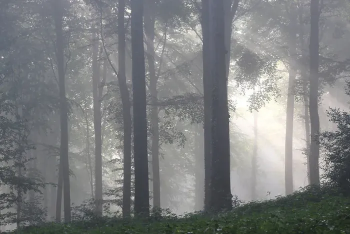 Gerahmter Druck : Buchenwald (Fagus sylvatica) in Nebel, Flämische Ardennen, Belgien. Gerahmter Druck : Buchenwald (Fagus sylvatica) in Nebel, Flämische Ardennen, Belgien.