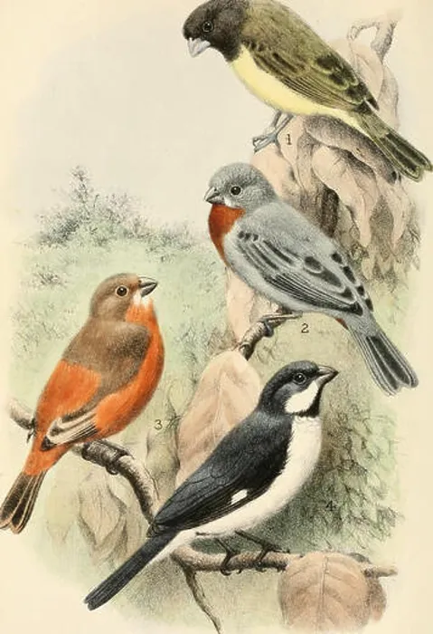 Gerahmter Druck : Vogelstimmen (1902)