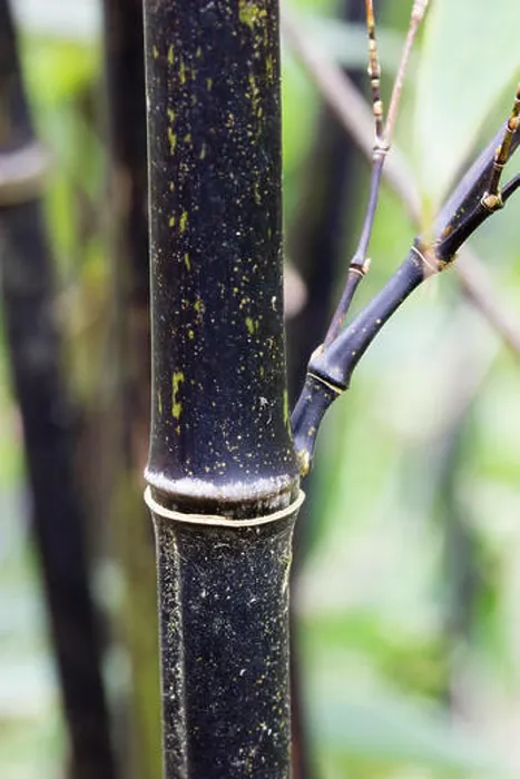 Gerahmter Druck : Schwarze Spross des immergrünen schwarzen Bambus, Phyllostachys nigra. Die Sprossen werden im zweiten Jahr schwarz. Gerahmter Druck : Schwarze Spross des immergrünen schwarzen Bambus, Phyllostachys nigra. Die Sprossen werden im zweiten Jahr schwarz.