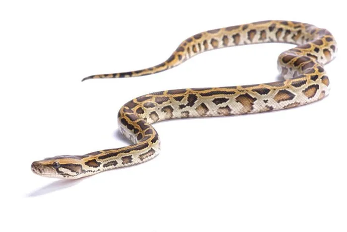 Gerahmter Druck : Burmabrotpython,Python Bivittatus Gerahmter Druck : Burmabrotpython,Python Bivittatus