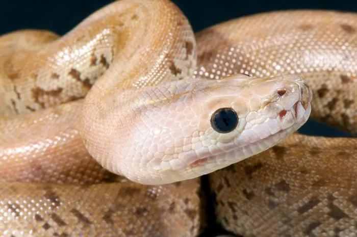 Gerahmter Druck : Burmesische Python, Molusche-Python (Molurus bivittatus) Gerahmter Druck : Burmesische Python, Molusche-Python (Molurus bivittatus)