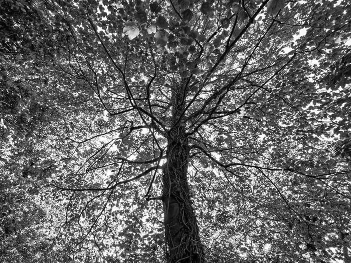 Gerahmter Druck : B&W Baum, Balmore Walk, Caversham, Reading, Berkshire, England, UK, GB Gerahmter Druck : B&W Baum, Balmore Walk, Caversham, Reading, Berkshire, England, UK, GB