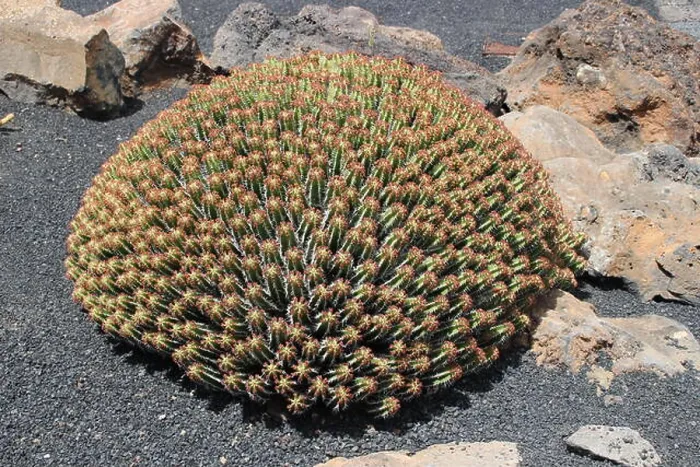 Gerahmter Druck : Ein Kaktus auf Lanzarote. Gerahmter Druck : Ein Kaktus auf Lanzarote.