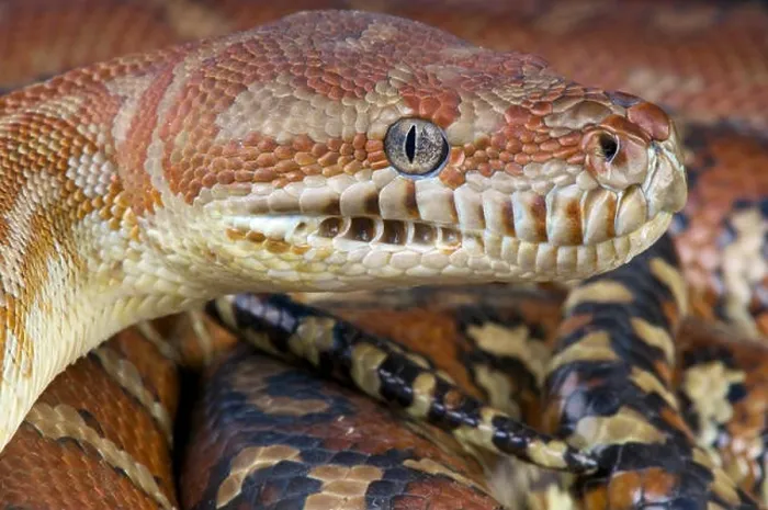 Gerahmter Druck : Zentralamerikanischer Python, Bredl-Morelia Gerahmter Druck : Zentralamerikanischer Python, Bredl-Morelia