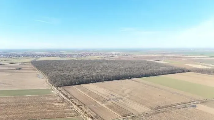 Gerahmter Druck : Wald von Cihei Gerahmter Druck : Wald von Cihei