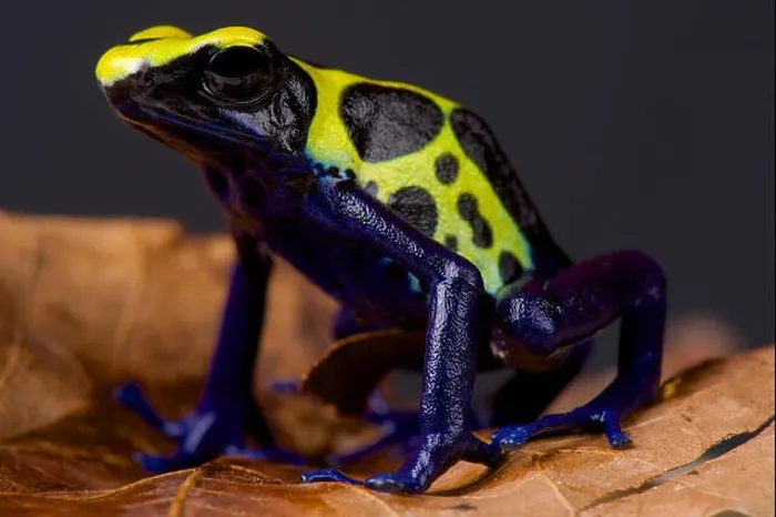 Gerahmter Druck : Frosch-Dart / Dendrobates tinctorius Gerahmter Druck : Frosch-Dart / Dendrobates tinctorius