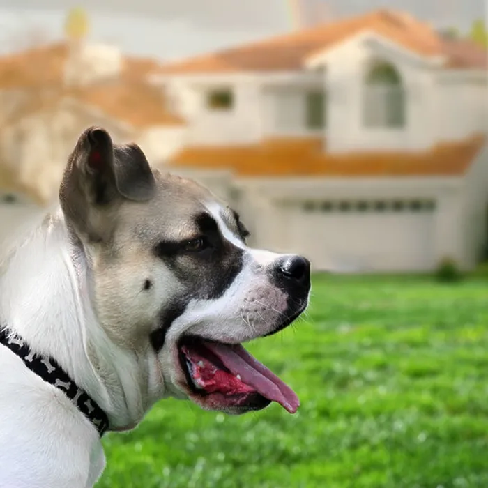 Gerahmter Druck : Hund vor dem Haus. Gerahmter Druck : Hund vor dem Haus.