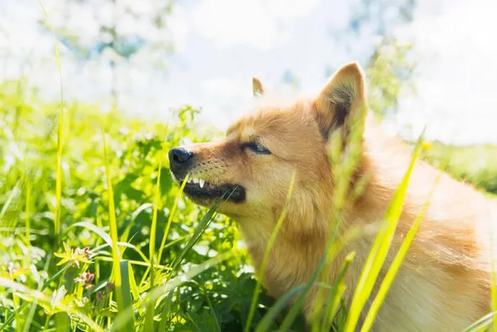 Gerahmter Druck : Hund auf Wiese Gerahmter Druck : Hund auf Wiese