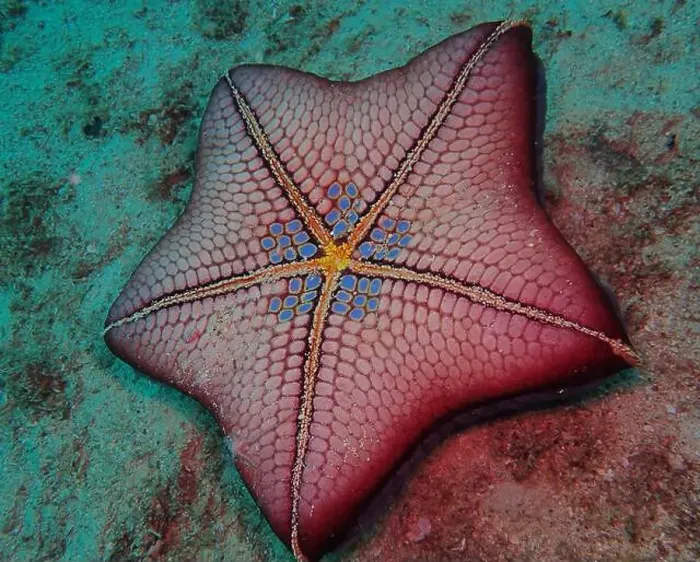 Gerahmter Druck : Echinodermen, Tiefsee-Expedition 2025 Gerahmter Druck : Echinodermen, Tiefsee-Expedition 2025