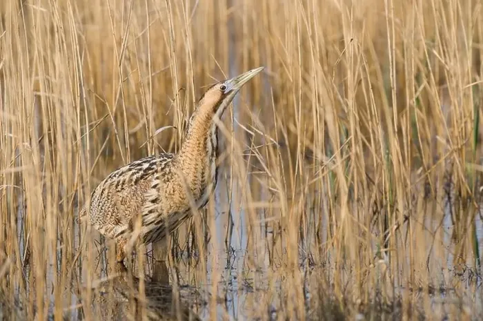 Gerahmter Druck : Eurasische Rohrdommel (Botaurus stellaris) Gerahmter Druck : Eurasische Rohrdommel (Botaurus stellaris)