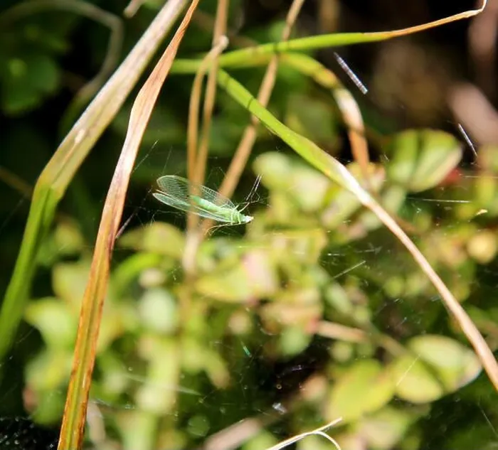 Gerahmter Druck : Ein Fliegen in eine Spinne-Netz. Gerahmter Druck : Ein Fliegen in eine Spinne-Netz.