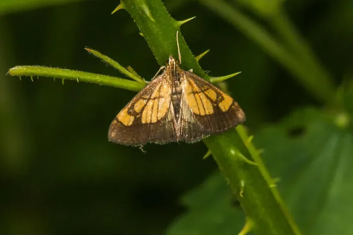 Gerahmter Druck : Pilzwanderer (Evergestis limbata) Gerahmter Druck : Pilzwanderer (Evergestis limbata)