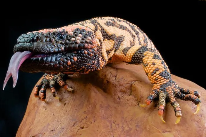 Gerahmter Druck : Gila-Monster / Heloderma suspectum Gerahmter Druck : Gila-Monster / Heloderma suspectum