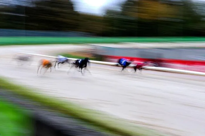Gerahmter Druck : Grauhunde bei den Wolverhampton-Rennen Gerahmter Druck : Grauhunde bei den Wolverhampton-Rennen
