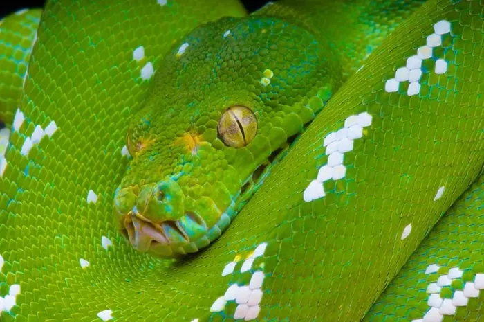 Gerahmter Druck : Grüner Baumschlangenpython / Morelia viridis Gerahmter Druck : Grüner Baumschlangenpython / Morelia viridis
