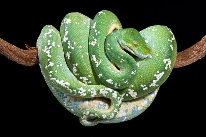 Gerahmter Druck : Grüner Baumpython (Morelia viridis) Gerahmter Druck : Grüner Baumpython (Morelia viridis)