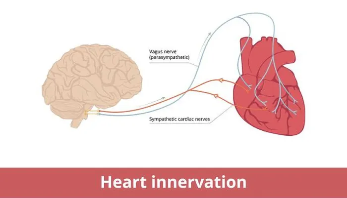 Gerahmter Druck : Herzinnervation Gerahmter Druck : Herzinnervation