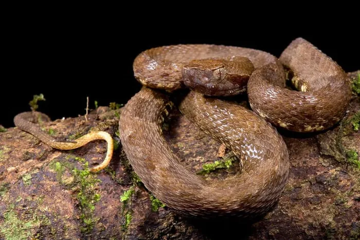 Gerahmter Druck : Rüsselwurm, Bothrops atrox Gerahmter Druck : Rüsselwurm, Bothrops atrox