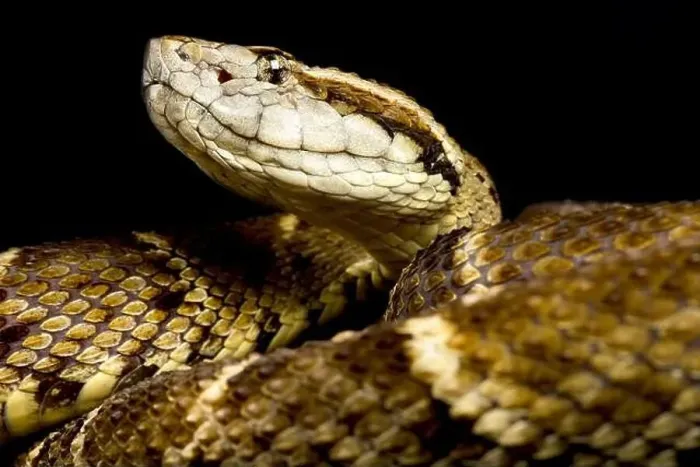 Gerahmter Druck : Rüsselwurm (Bothrops atrox) Gerahmter Druck : Rüsselwurm (Bothrops atrox)