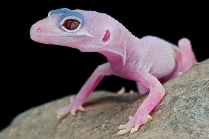Gerahmter Druck : Leopardengecko / Eublepharis macularius Gerahmter Druck : Leopardengecko / Eublepharis macularius