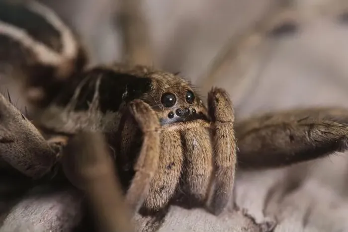 Gerahmter Druck : Makro der Augen spinne