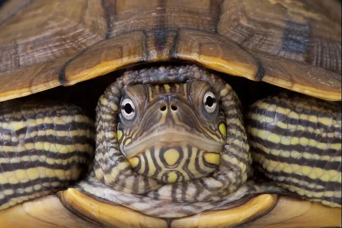 Gerahmter Druck : Kartenturtle  /  Graptemys ouachitensis