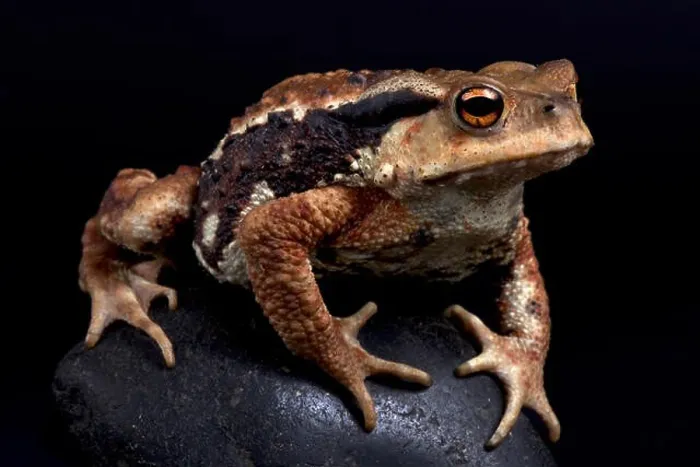 Gerahmter Druck : Bufo gargarizanus Gerahmter Druck : Bufo gargarizanus