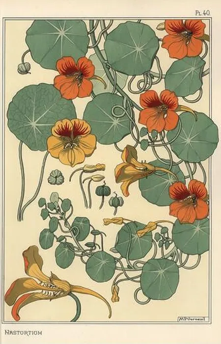 Gerahmter Druck : Nasturtium - Botanische Studie, Lithographie mit Handfarbenauftrag nach Eugene Grasset's 'Pflanzen und ihre Anwendung zur Ornamentik', Paris 1897. Gerahmter Druck : Nasturtium - Botanische Studie, Lithographie mit Handfarbenauftrag nach Eugene Grasset's 'Pflanzen und ihre Anwendung zur Ornamentik', Paris 1897.