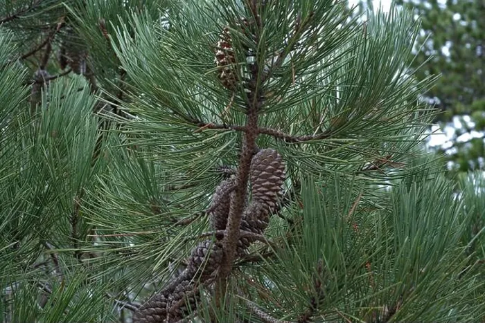 Gerahmter Druck : Pinus pinaster, maritime Pine Gerahmter Druck : Pinus pinaster, maritime Pine