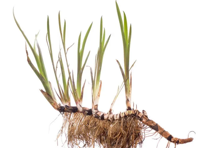 Gerahmter Druck : Pflanzen Blumen. Gerahmter Druck : Pflanzen Blumen.