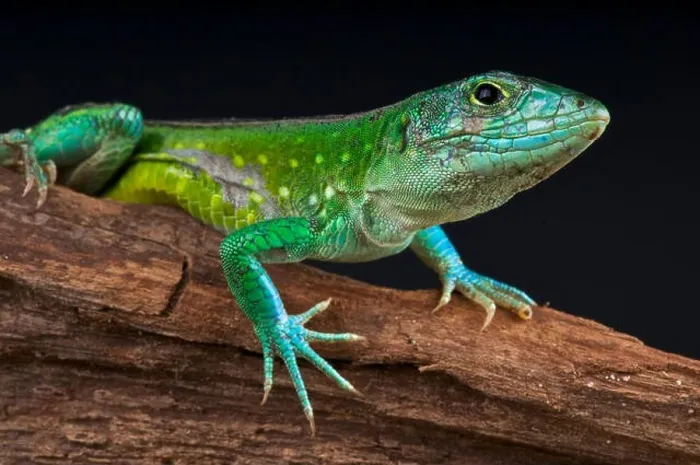 Gerahmter Druck : Regenbogen-Schildkröte / Aspidoscelis deppei Gerahmter Druck : Regenbogen-Schildkröte / Aspidoscelis deppei