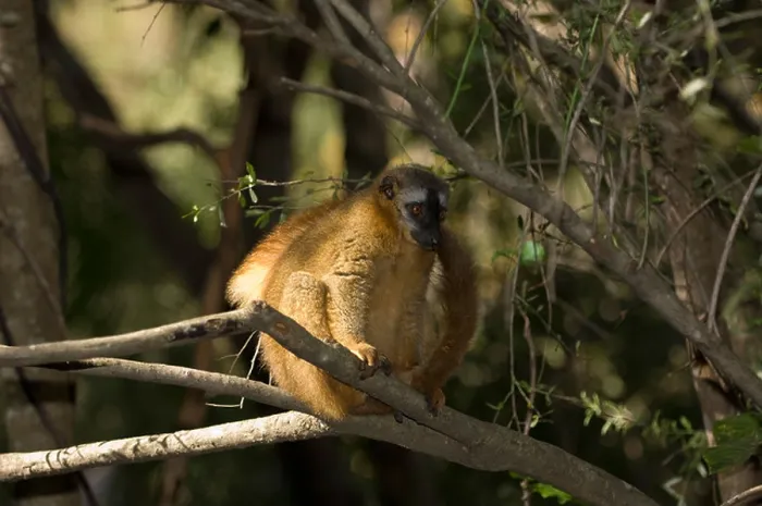 Gerahmter Druck : Rotvorderleifleute, Eulemur rufus, Isalo-Nationalpark, Madagaskar. Gerahmter Druck : Rotvorderleifleute, Eulemur rufus, Isalo-Nationalpark, Madagaskar.
