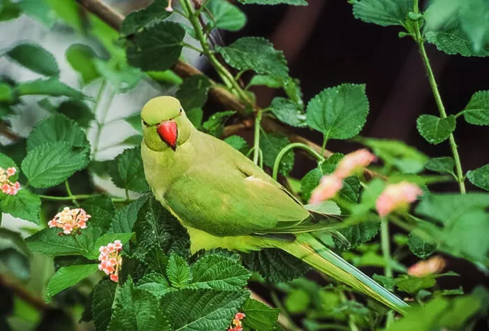 Gerahmter Druck : Halsbandpapagei oder Rosenhalspapagei, (Psittacula krameri), London, Vereinigtes Königreich.
