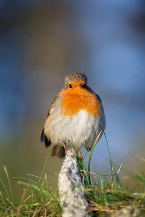 Gerahmter Druck : Robin; Erithacus rubecula Cornwall; UK Gerahmter Druck : Robin; Erithacus rubecula Cornwall; UK