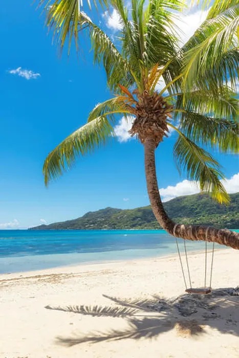Gerahmter Druck : Sandstrand mit Palmenbäumen Gerahmter Druck : Sandstrand mit Palmenbäumen