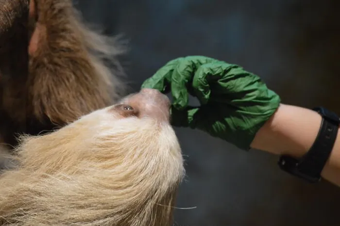 Gerahmter Druck : Sloth in einem Ast. Gerahmter Druck : Sloth in einem Ast.