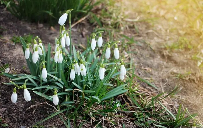 Gerahmter Druck : Schneeglöckchen Frühling Blumen. Zarte Schneeglöckchen Blume eine der Frühlingssymbole, die uns sagt, dass Winter geht und Frühling kommt. Gerahmter Druck : Schneeglöckchen Frühling Blumen. Zarte Schneeglöckchen Blume eine der Frühlingssymbole, die uns sagt, dass Winter geht und Frühling kommt.