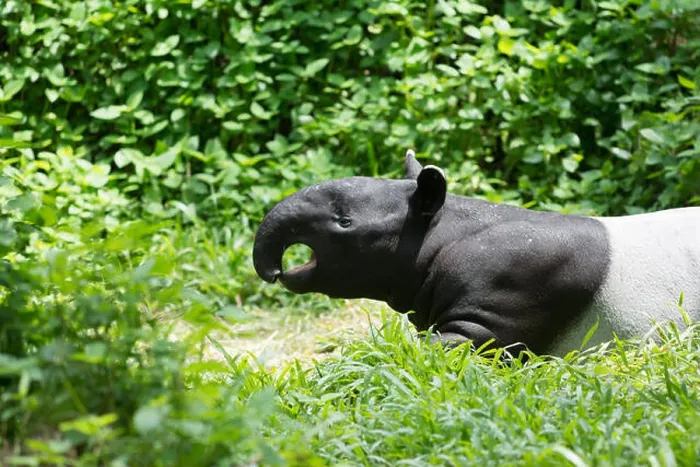 Gerahmter Druck : Tapir im Wald. Gerahmter Druck : Tapir im Wald.