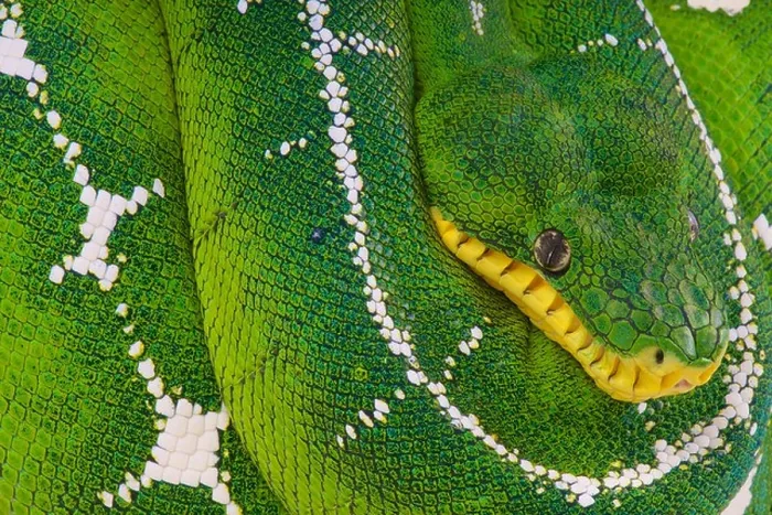 Gerahmter Druck : Oberflächennasenboa / Corallus batesii Gerahmter Druck : Oberflächennasenboa / Corallus batesii