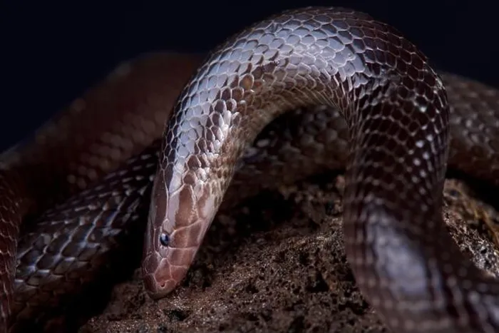 Gerahmter Druck : Die Variablen Schlangenwurmartige Eidechse (Atractaspis irregularis) Gerahmter Druck : Die Variablen Schlangenwurmartige Eidechse (Atractaspis irregularis)