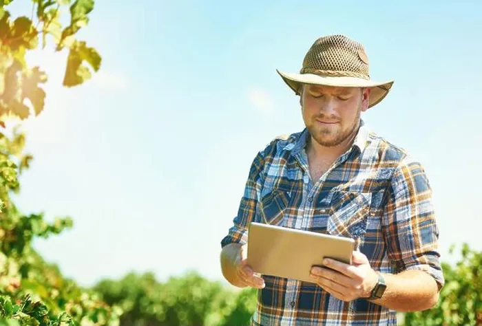 Gerahmter Druck : Weinberg, Bauer und Mann mit Tablet. Gerahmter Druck : Weinberg, Bauer und Mann mit Tablet.