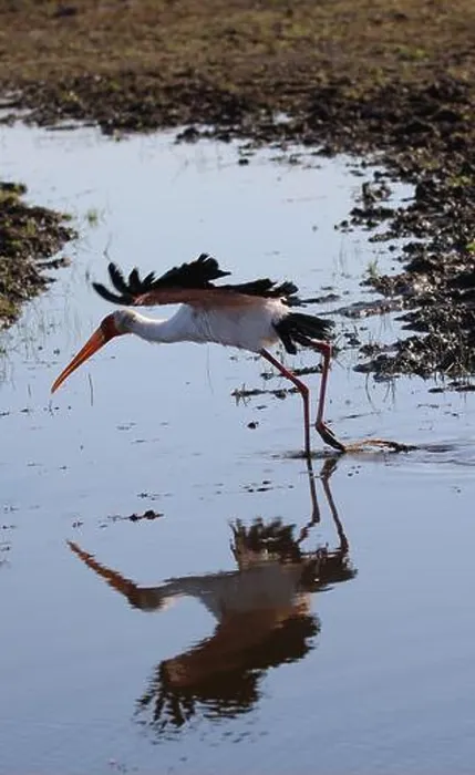 Gerahmter Druck : Vogel, die waten in Botswana. Gerahmter Druck : Vogel, die waten in Botswana.