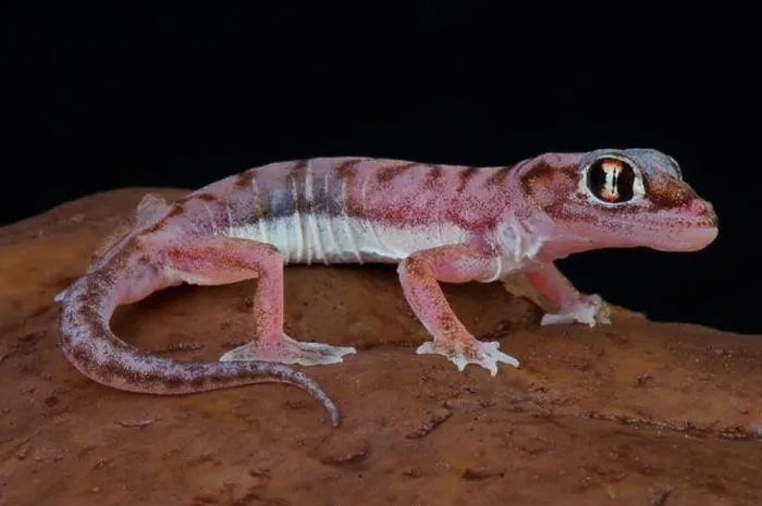 Gerahmter Druck : Fußgeckohäutchen  /  Pachydactylus rangei