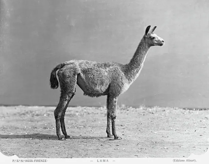 Gerahmter Druck : Ein Lama. Ein majestätischer Lama, mit seinem weichen Fell und seiner langen Mähne